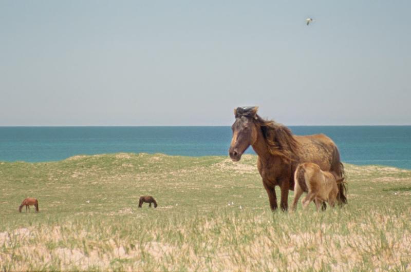 Geographies of Solitude - documentaire ecologie en natuurbehoud